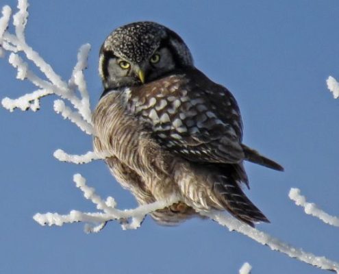 atitudinea